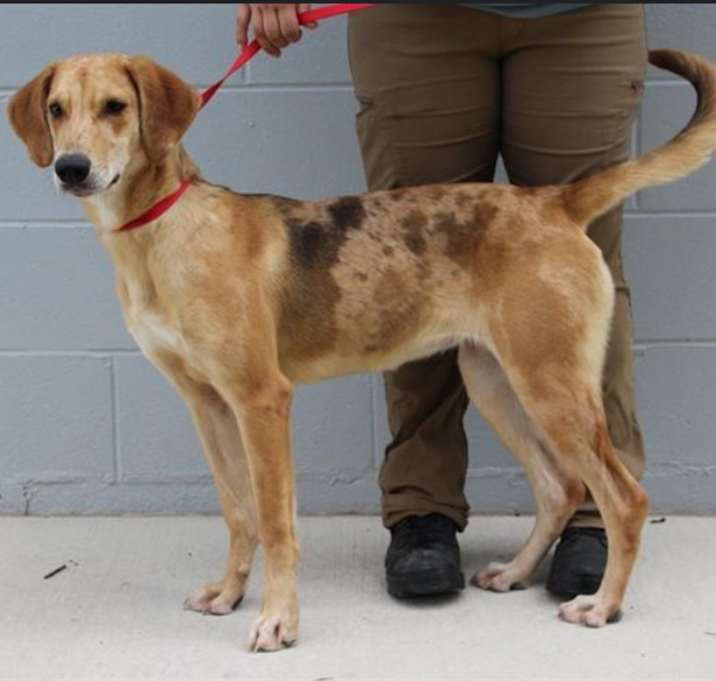 Photo of Goblet URGENT SWEETIE!