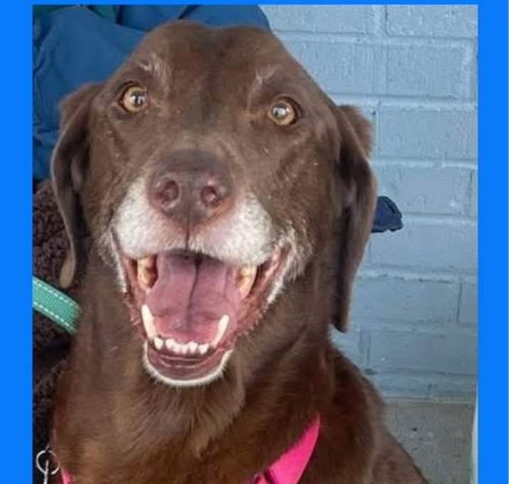 Photo of Chewy Gray