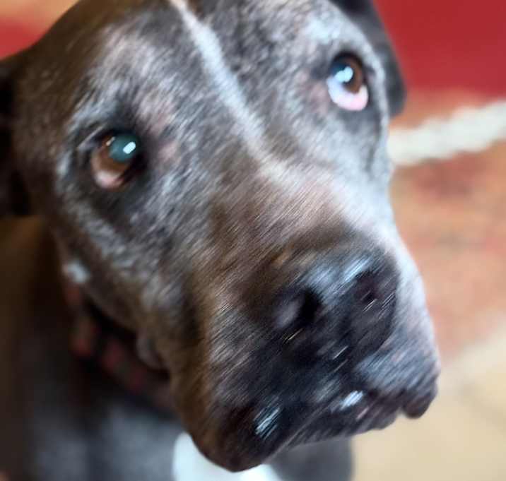 Photo of Buddy