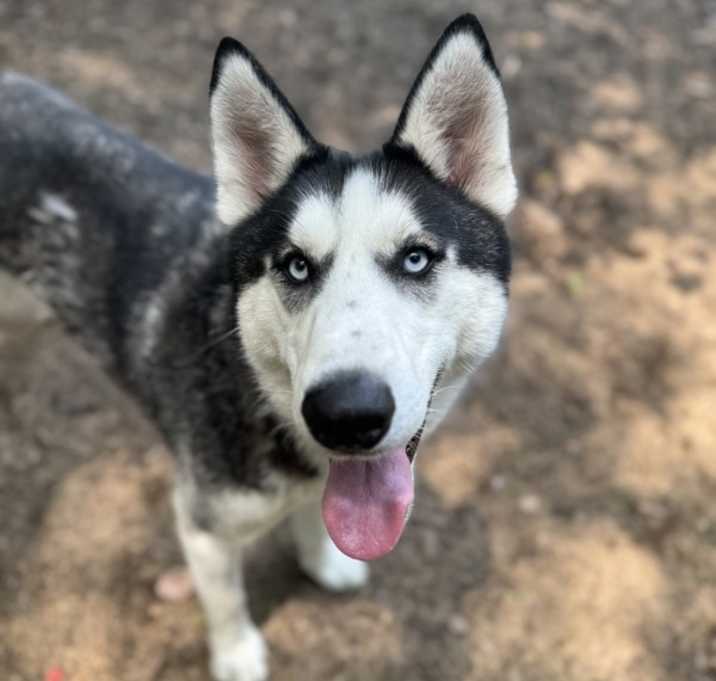 Photo of Ivan