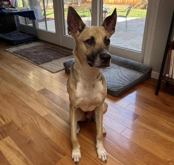 Photo of Ralfie