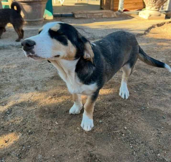 Photo of Liberty - ADOPTED 2/25 by volunteers!