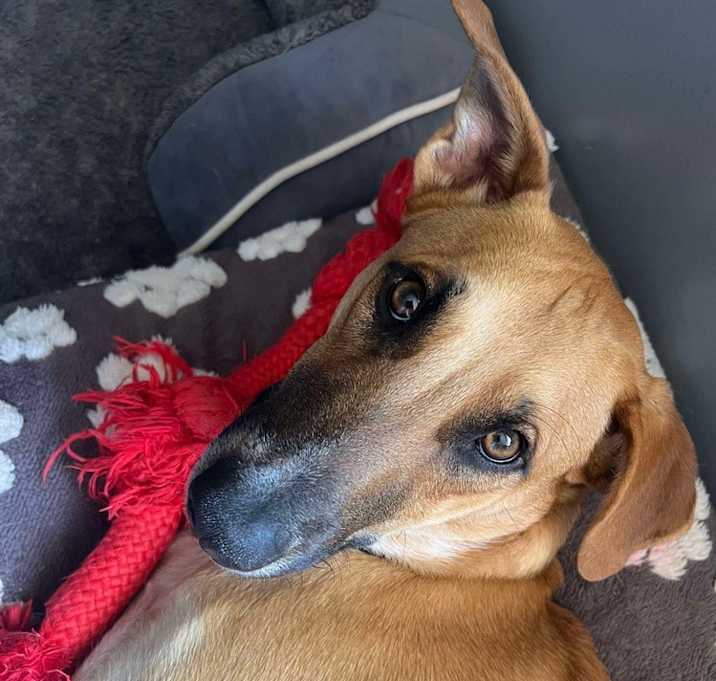 Photo of Rhubarb