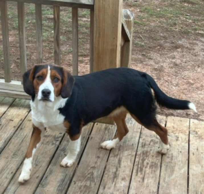 Photo of Sadie