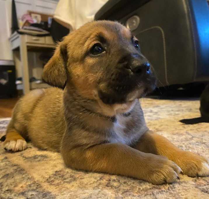 Photo of Penny