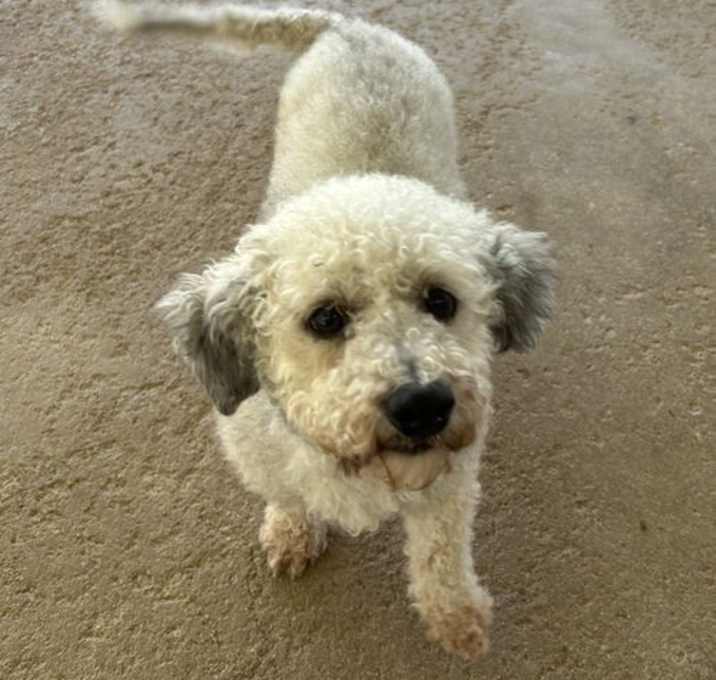 Photo of Marley