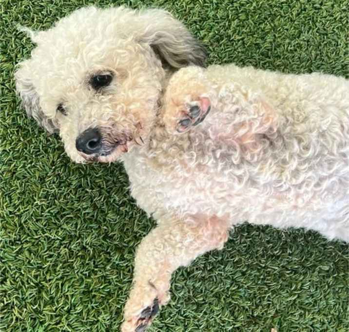 Photo of Marley
