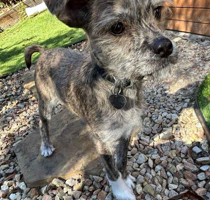 Photo of Harley