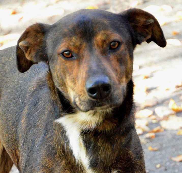 Photo of Doobie