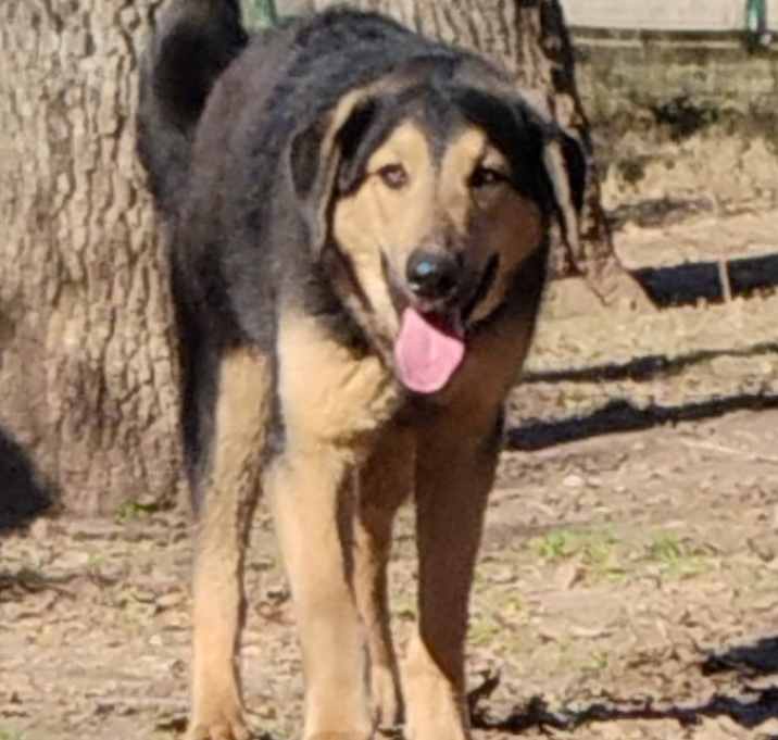 Photo of ROTTIE