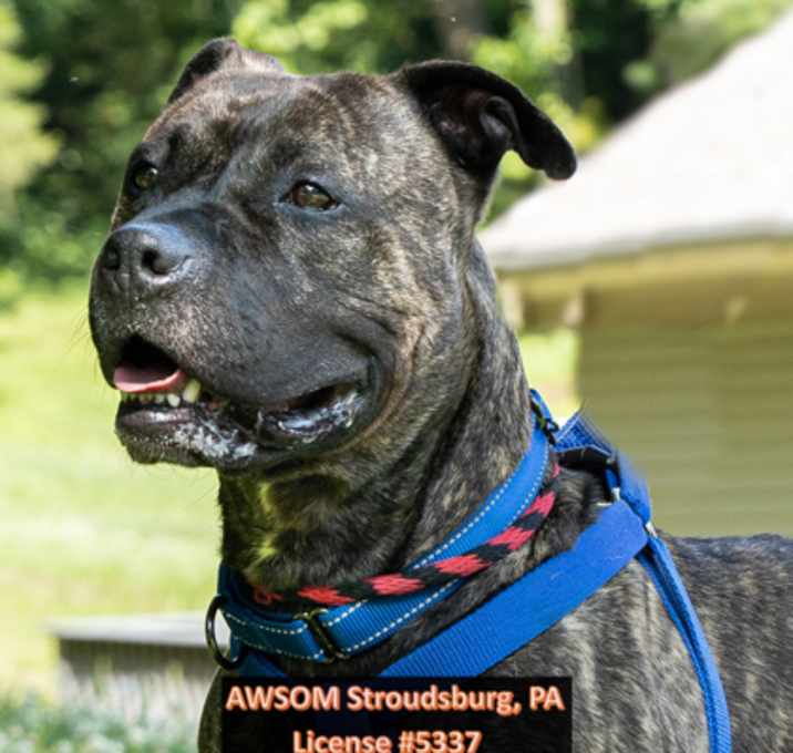 Photo of Cosmo