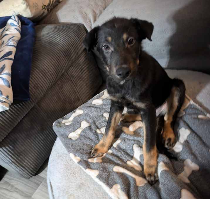 Photo of Rocky