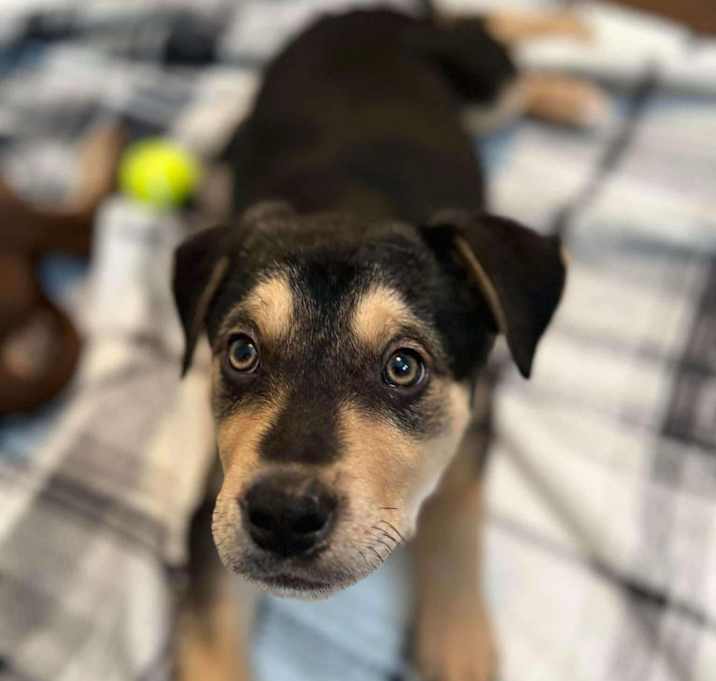 Photo of Dallas