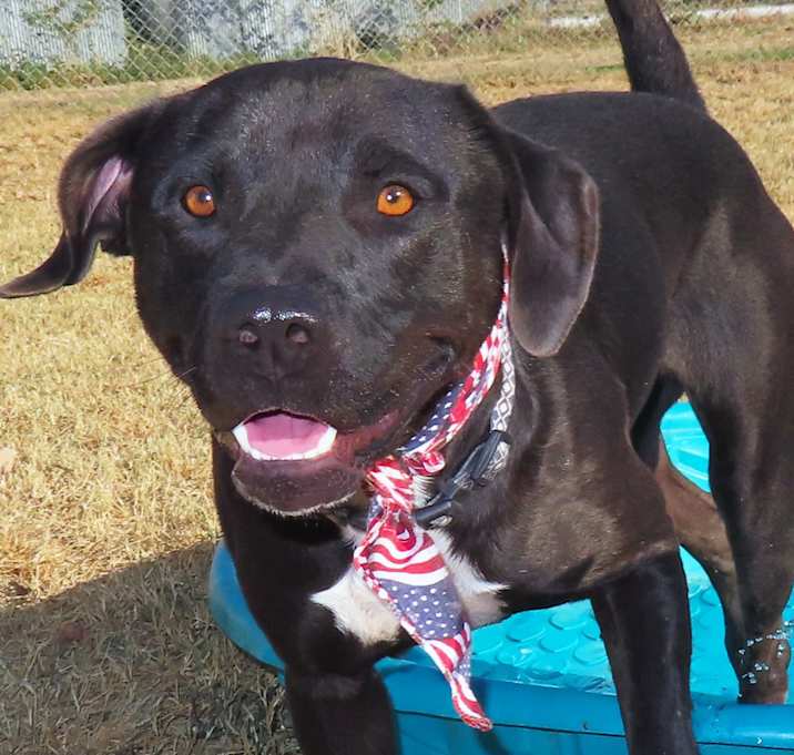 Photo of Buddy