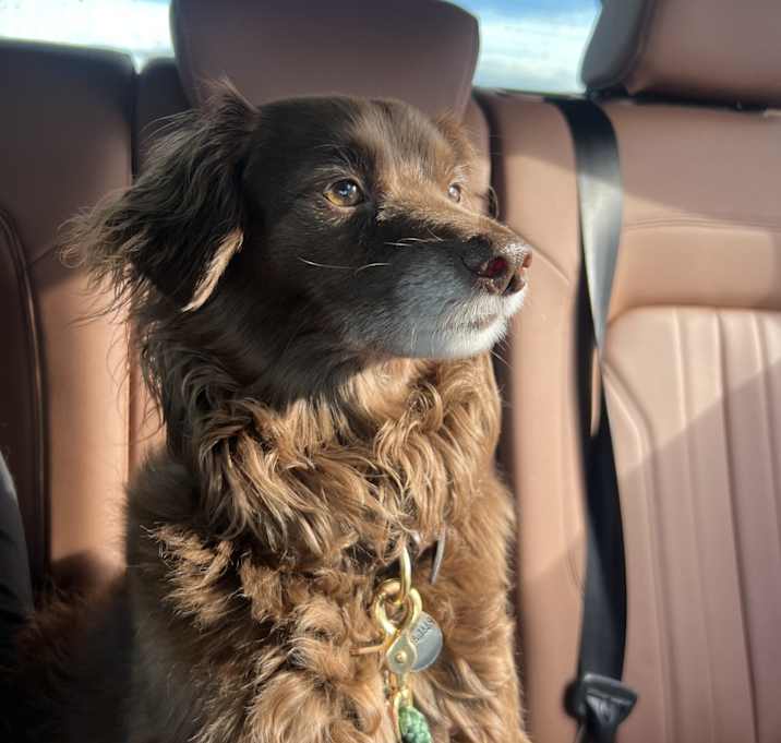 Photo of Coco