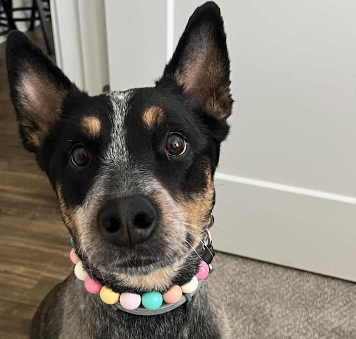 Photo of Riley