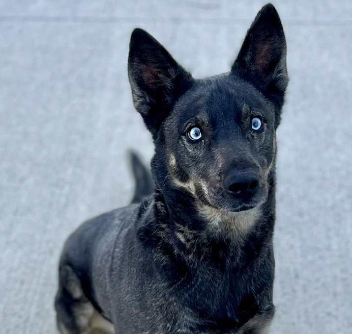 Photo of Frankie