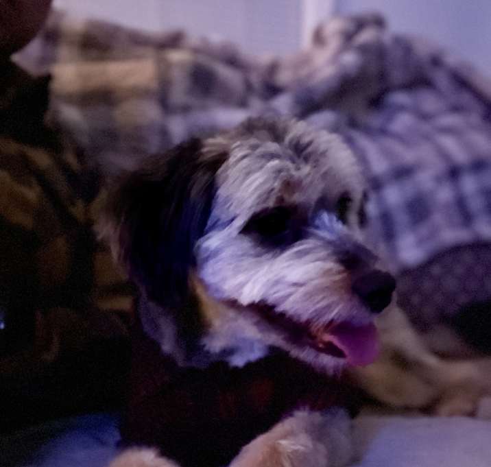 Photo of Bella