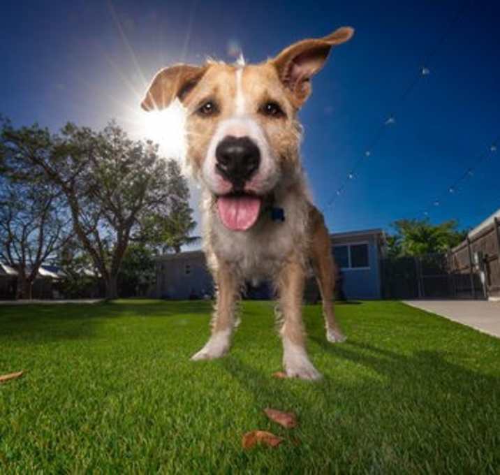 Photo of Penny