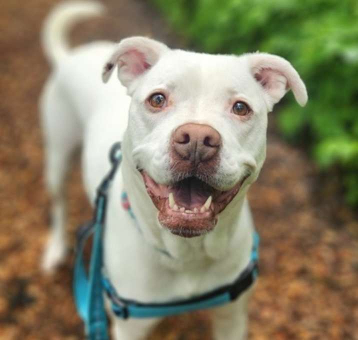 Photo of Putter
