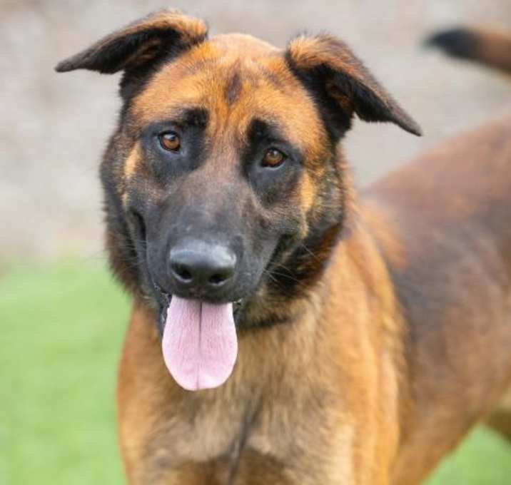 Photo of RUGER