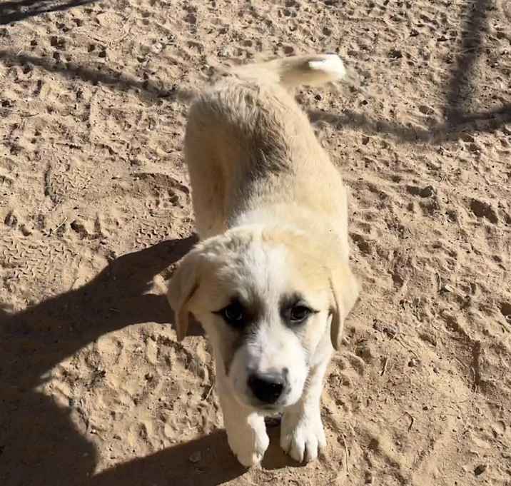 Photo of Goose
