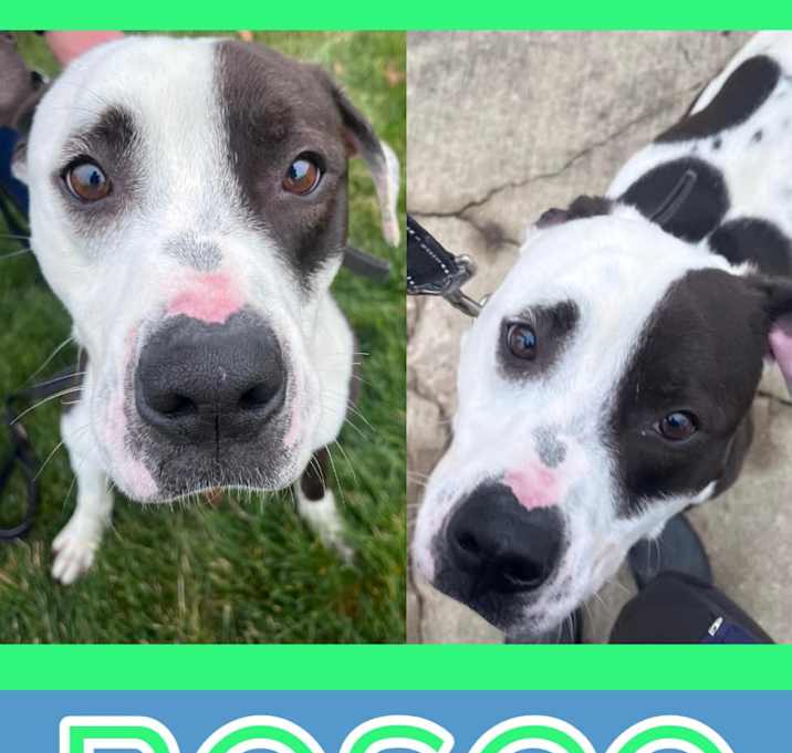Photo of BOSCO