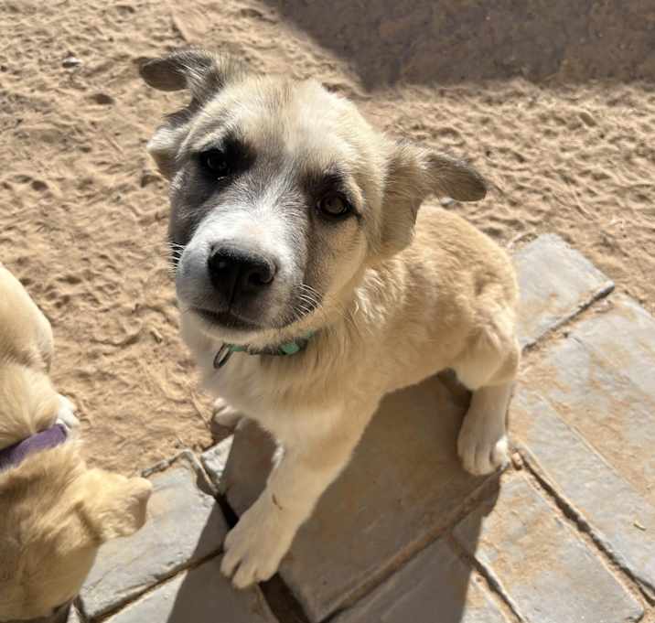 Photo of Maverick