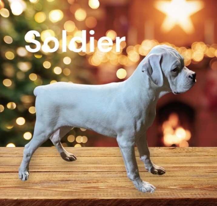 Photo of Soldier