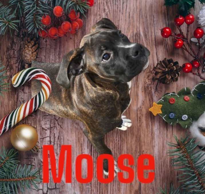 Photo of Moose