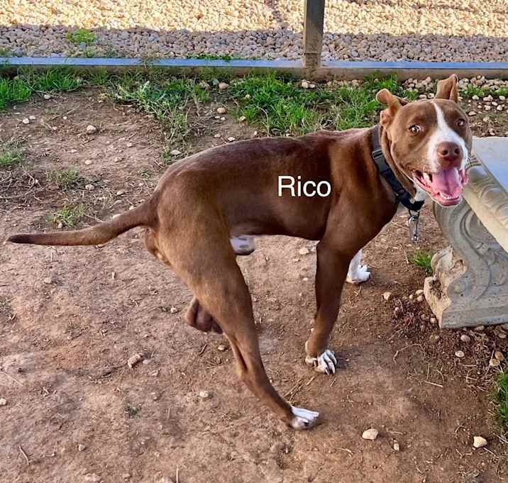 Photo of Rico