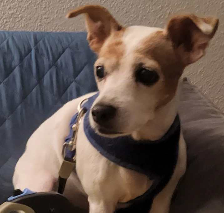 Photo of Gracie in San Antonio
