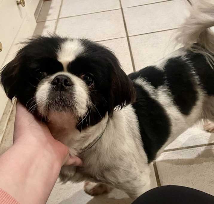 Photo of Sparky