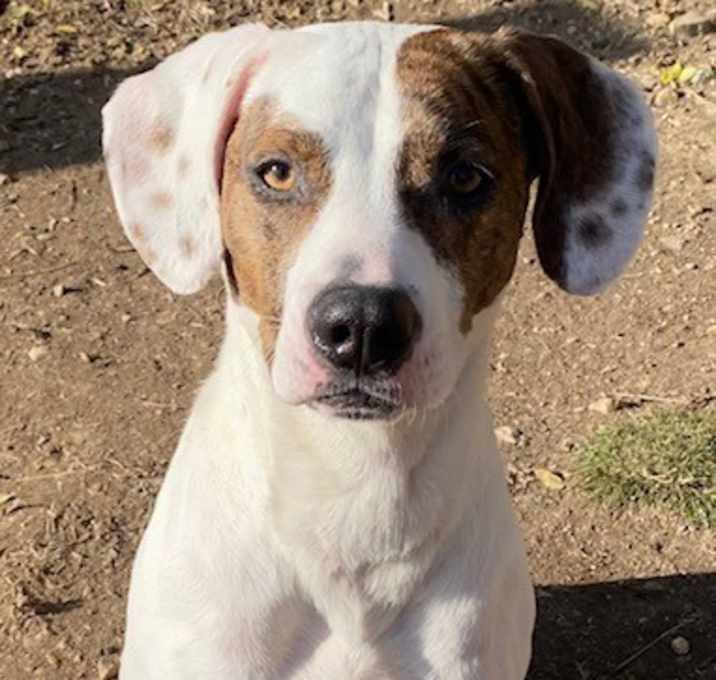 Photo of Daisy