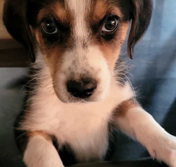 Photo of BROWNIE