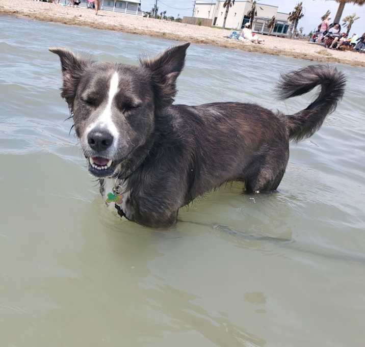 Photo of Merlin