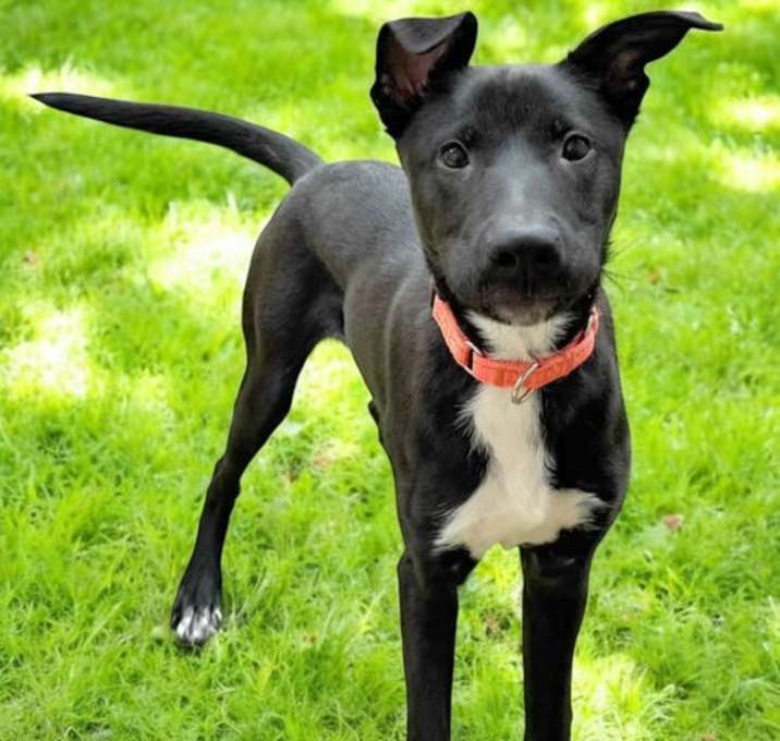 Photo of PUPPY BEAR BEAR