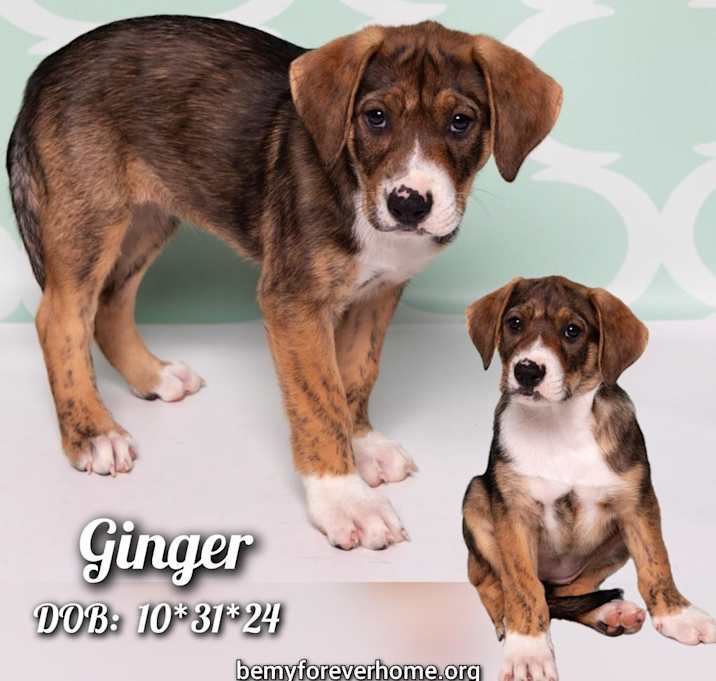 Photo of Ginger