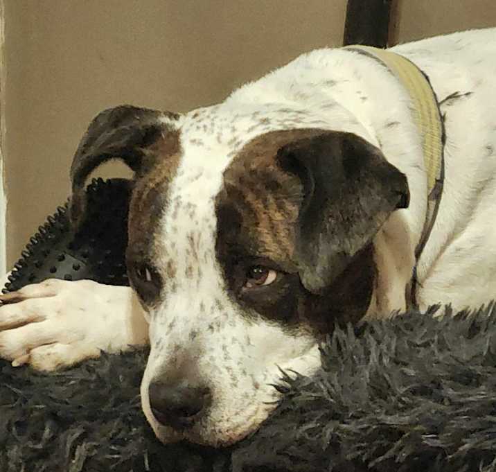 Photo of Gracie Ann