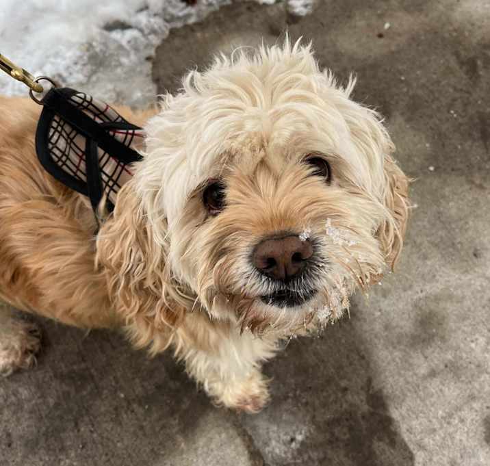 Photo of Cooper