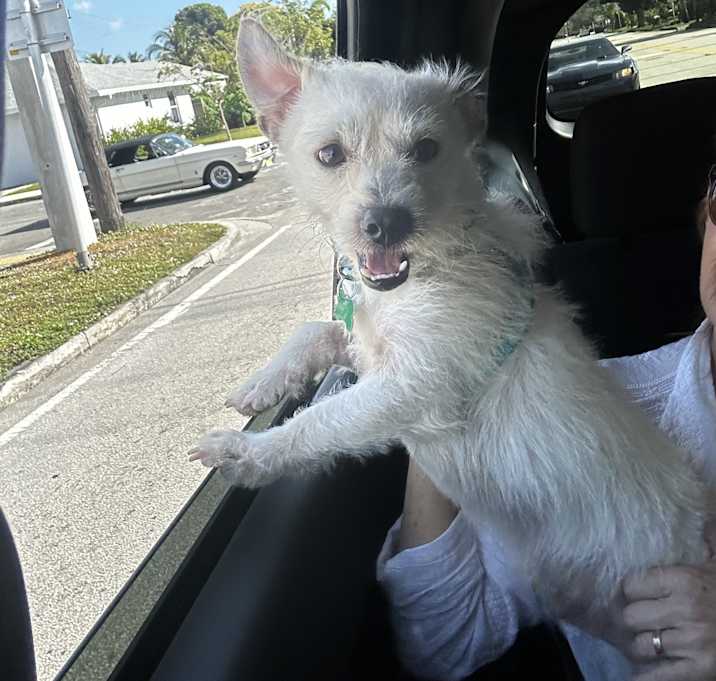 Photo of BUDDY