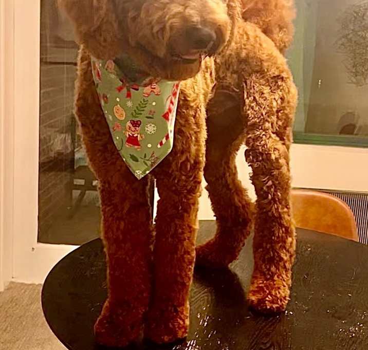 Photo of Teddy