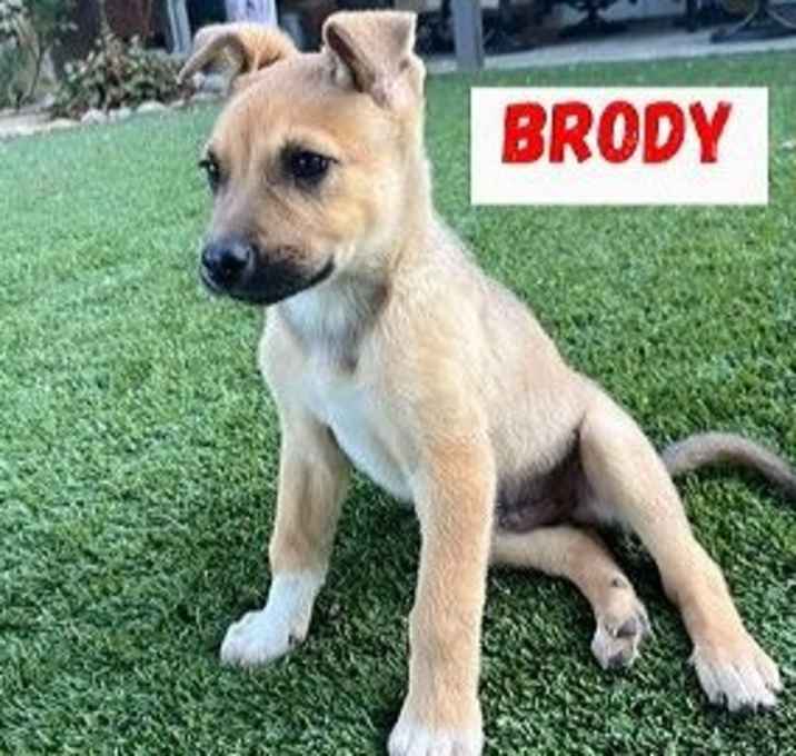 Photo of Brody