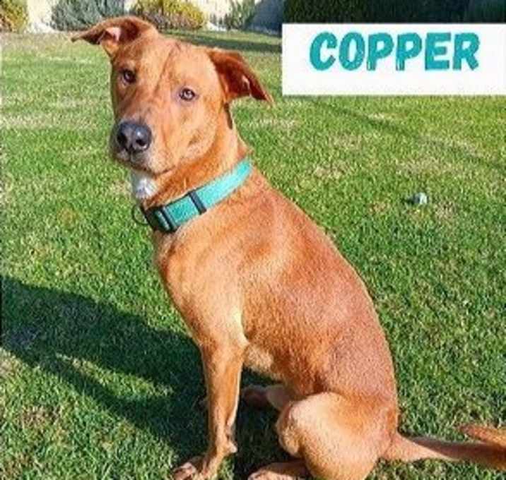 Photo of Copper