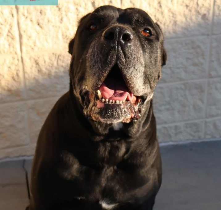 Photo of Bo