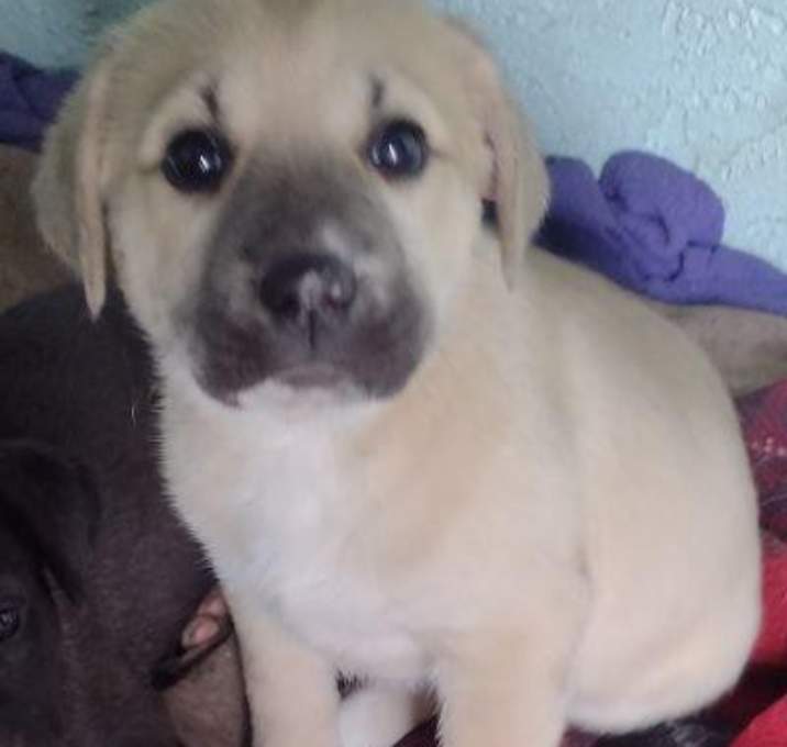 Photo of Gidget