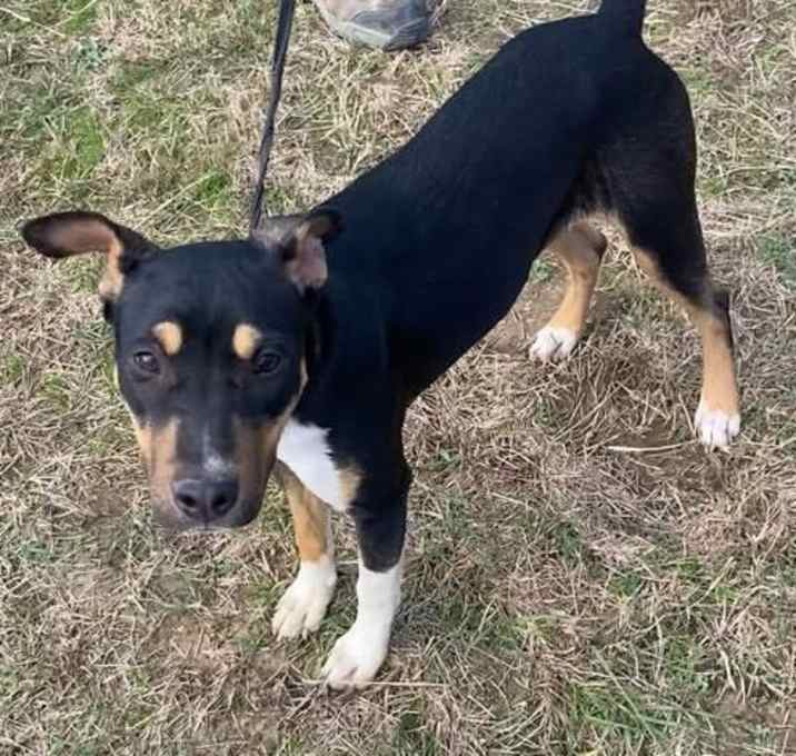 Photo of Nova