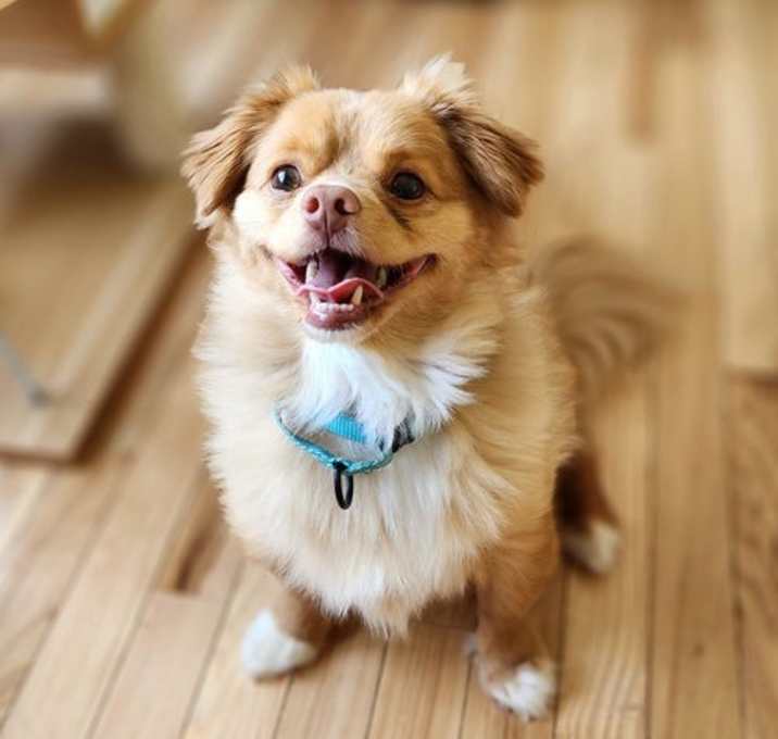 Photo of Buddy