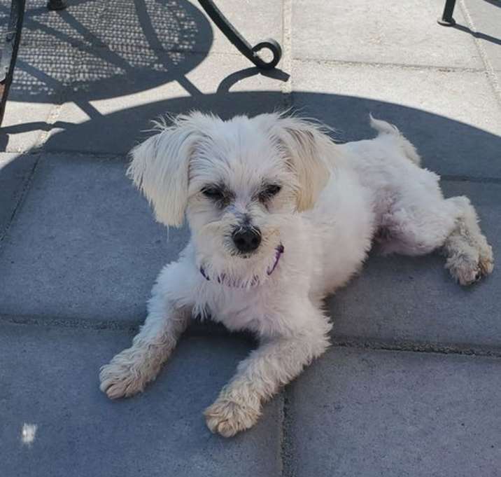 Photo of Lily