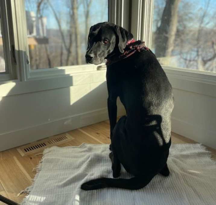 Photo of Otis